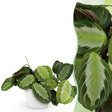 Kamerplant - Maranta Fascinator Silverband - Pot Ø 12cm Hoogte ↕ 25cm