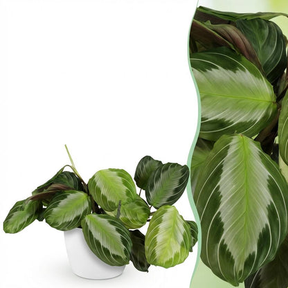 Kamerplant - Maranta Fascinator Silverband - Pot Ø 12cm Hoogte ↕ 25cm