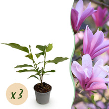 Buitenplant 3x Magnolia 'Betty' - Bloeiend - Pot Ø 12cm Hoogte ↕ 30cm