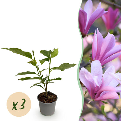 Buitenplant 3x Magnolia 'Betty' - Bloeiend - Pot Ø 12cm Hoogte ↕ 30cm