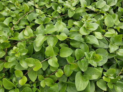 Buitenplant 48x Vinca major 'Alba' - Pot Ø 9cm Hoogte ↕ 10-25cm