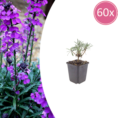 Buitenplant 60x Erysimum 'Bowles' Mauve' - Bloeiend - Pot Ø 9cm Hoogte ↕ 10-25cm