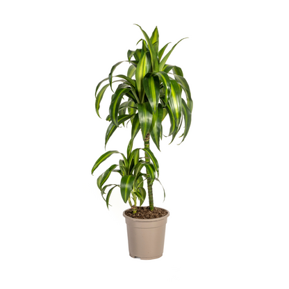 Kamerplant - Dracaena Deremensis Hawaiian Sunshine - Pot Ø 19cm Hoogte ↕ 70-90cm