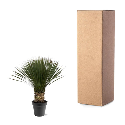 Buitenplant - Yucca Rostrata - Pot Ø 38cm Hoogte ↕ 80-100cm