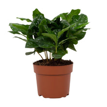 Kamerplant - Coffea Arabica - Pot Ø 12cm Hoogte ↕ 22cm