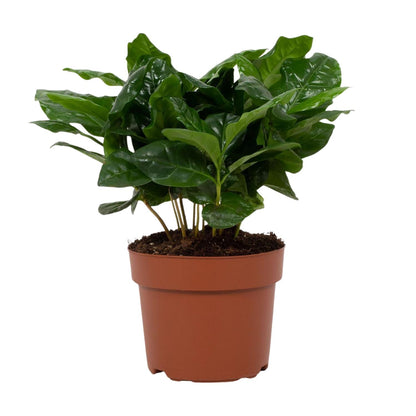 Kamerplant - Coffea Arabica - Pot Ø 12cm Hoogte ↕ 22cm