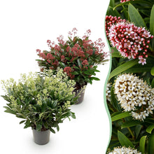 Buitenplant 2x Skimmia japonica Duo - Bloeiend - Winterhard - Pot Ø 19cm Hoogte ↕ 60cm