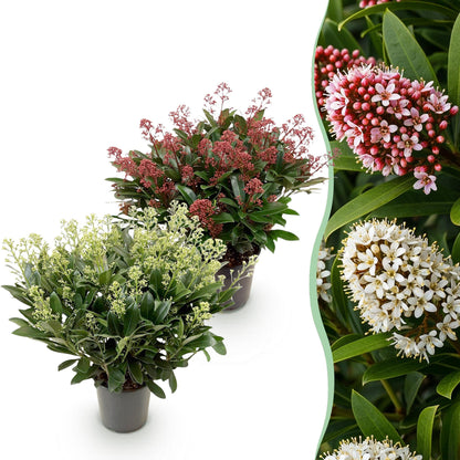Buitenplant 2x Skimmia japonica Duo - Bloeiend - Winterhard - Pot Ø 19cm Hoogte ↕ 60cm
