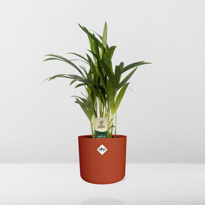 Kamerplant - Dypsis Lutescens (Areca) - Met sierpot - Pot Ø 12cm