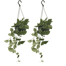 Kamerplant 2x Scindapsus Pictus - Pot Ø 15cm Hoogte ↕ 20cm