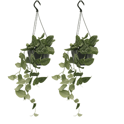 Kamerplant 2x Scindapsus Pictus - Pot Ø 15cm Hoogte ↕ 20cm