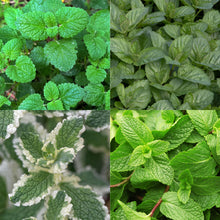 Buitenplant 8x Borderpakket Thee & Kruiden - Weinig onderhoud - Pot Ø 11cm Hoogte ↕ 10-25cm