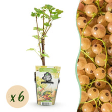 Buitenplant 6x Ribes rubrum Witte Hollander - Winterhard - Pot Ø 9cm Hoogte ↕ 25cm