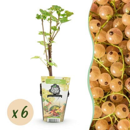 Buitenplant 6x Ribes rubrum Witte Hollander - Winterhard - Pot Ø 9cm Hoogte ↕ 25cm