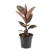 Kamerplant - Ficus Elastica Belize - Pot Ø 17cm Hoogte ↕ 55cm