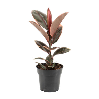Kamerplant - Ficus Elastica Belize - Pot Ø 17cm Hoogte ↕ 55cm