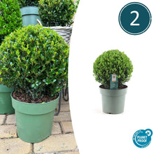 Buitenplant 2x Ilex crenata 'Jenny' Bol XL - Pot Ø 25cm