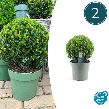 Buitenplant 2x Ilex crenata 'Jenny' Bol XL - Pot Ø 25cm