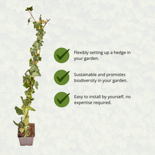 Buitenplant - Hedera hibernica Klimop Gestokt - Hoogte ↕ 80-100cm