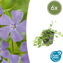 Buitenplant 6x Vinca minor - Bodembedekker - Pot Ø 9cm Hoogte ↕ 10-25cm