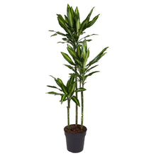 Kamerplant - Dracaena Cintho - Pot Ø 24cm Hoogte ↕ 160cm