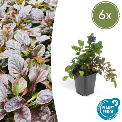 Buitenplant 6x Ajuga reptans - Pot Ø 9cm Hoogte ↕ 10-25cm