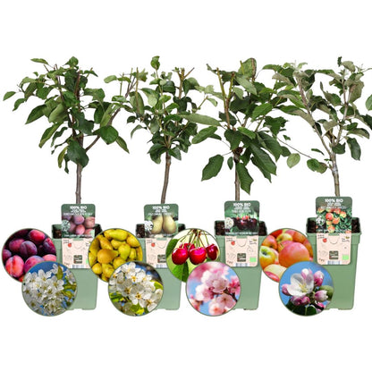 Buitenplant 4x Biologische Fruitbomen - Appel, Peer, Kers en Pruim - Pot Ø 20cm Hoogte ↕ 60cm