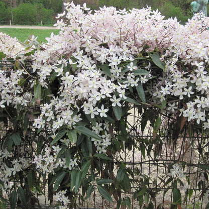 Buitenplant - Clematis armandii Apple Blossom - Groenblijvend - Bloeiend Roze - Pot Ø 11cm Hoogte ↕ 40cm