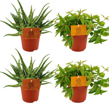 Kamerplant 4x Mix - Aloe Spider & Peperomia Ang. Rocca Vivace - Pot Ø 10.5cm Hoogte ↕ 10cm