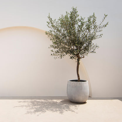 Buitenplant - Olea europaea op stam - Terrasboom - Winterhard - Pot Ø 19cm Hoogte ↕ 90cm