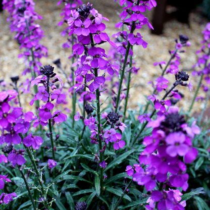 Buitenplant 6x Erysimum 'Bowles' Mauve' - Bloeiend - Pot Ø 9cm Hoogte ↕ 10-25cm