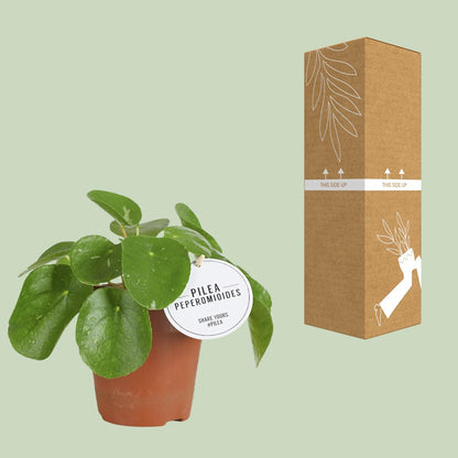 Kamerplant - Pilea White Splash - Pot Ø 13cm Hoogte ↕ 20cm