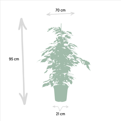 Kamerplant 3x Ficus - Benjamina Danielle, Twilight & Moclame - Pot Ø 21cm Hoogte ↕ 95cm
