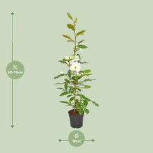 Buitenplant Michelia 'Fairy Magnolia Cream' - Bloeiende Heester - Pot Ø 19cm Hoogte ↕ 70cm