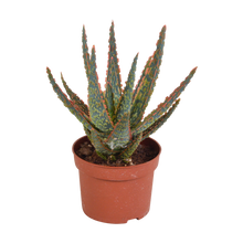 Kamerplant - Aloë zebrina Dannyz - Pot Ø 10,5cm