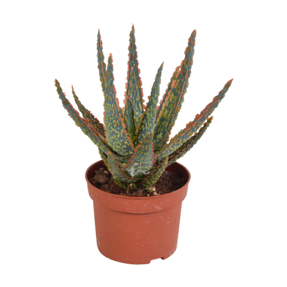 Kamerplant - Aloë zebrina Dannyz - Pot Ø 10,5cm