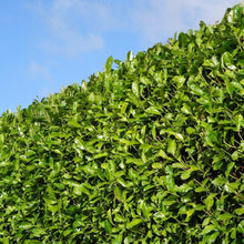 Buitenplant 20x Laurierkers Rotundifolia - Haagsortiment - Pot 15L Hoogte ↕ 125-150cm