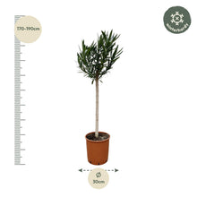 Buitenplant - Nerium Oleander op stam - Roze bloem - Pot Ø 30cm Hoogte ↕ 170cm
