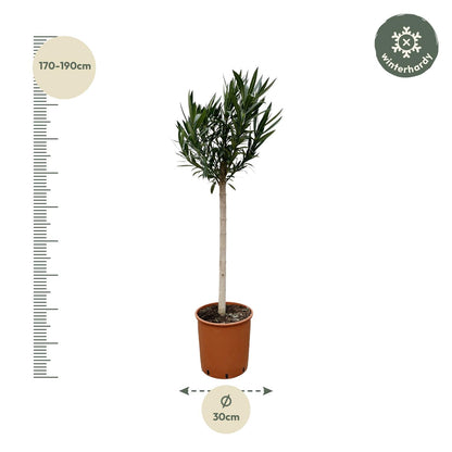 Buitenplant - Nerium Oleander op stam - Roze bloem - Pot Ø 30cm Hoogte ↕ 170cm