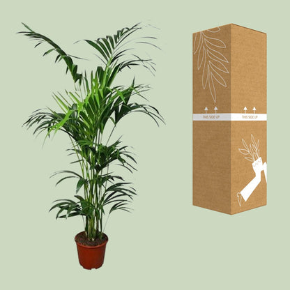 XL Kamerplant - Howea - Pot Ø 24cm Hoogte ↕ 180cm