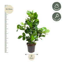 Kamerplant - Clusia Rosea - Luchtzuiverend - Pot Ø 24cm Hoogte ↕ 100cm
