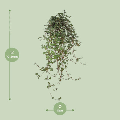 Kamerplant - Pilea Glaucophylla - Pot Ø 11cm Hoogte ↕ 20cm