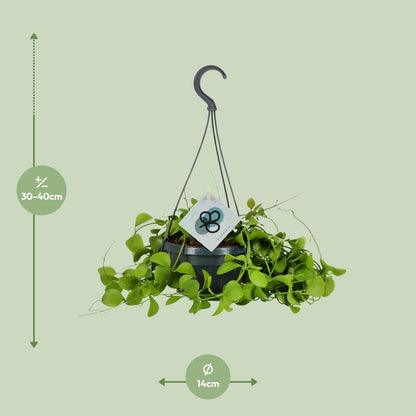 Kamerplant - Dischidia Imbricata - Pot Ø 14cm Hoogte ↕ 40cm