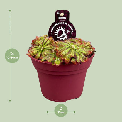 Kamerplant - Drosera Aliciae - Pot Ø 12cm Hoogte ↕ 12cm
