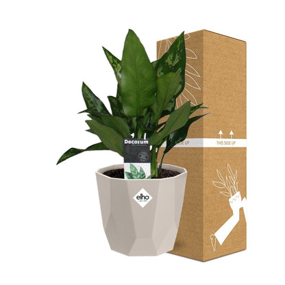 Kamerplant - Aglaonema Maria - Inclusief grijze sierpot - Pot Ø 14cm