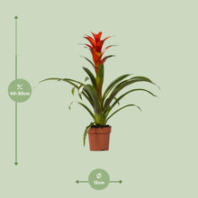 Kamerplant - Guzmania Ostara - Pot Ø 12cm Hoogte ↕ 45cm