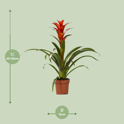 Kamerplant - Guzmania Ostara - Pot Ø 12cm Hoogte ↕ 45cm