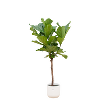 XL Kamerplant - Ficus Lyrata Stam - Pot Ø 30cm Hoogte ↕ 150cm