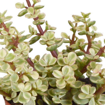Kamerplant 3x Crassula mix - Pot Ø 8.5cm