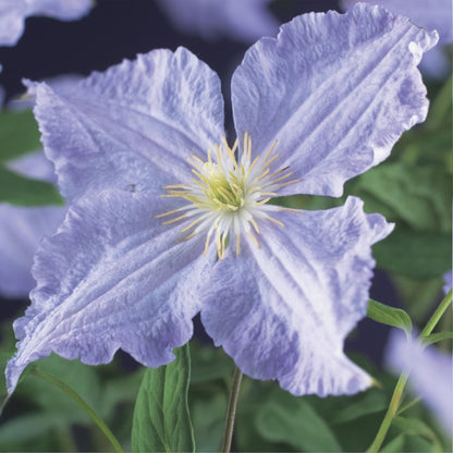 Buitenplant 2x Clematis Blue Angel - Bloeiend - Pot Ø 11cm Hoogte ↕ 40cm
